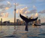 whale in TO
