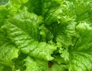 Leaf Lettuce (home grown)