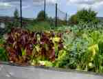 Garden Garden