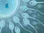 Sperm and Egg